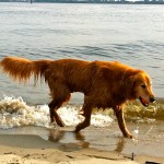 Dog love and&nbsp;loss