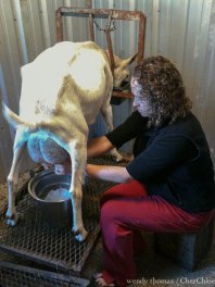 Orcas summer clips goat milking