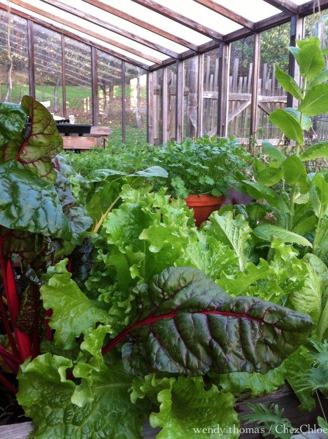 salad greens greenhouse