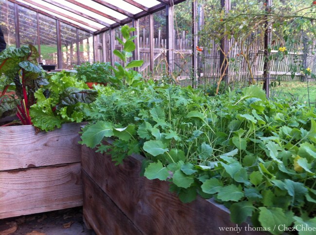 salad greens in the greenhouse