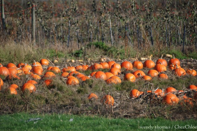 pumpkins Padilla Bay