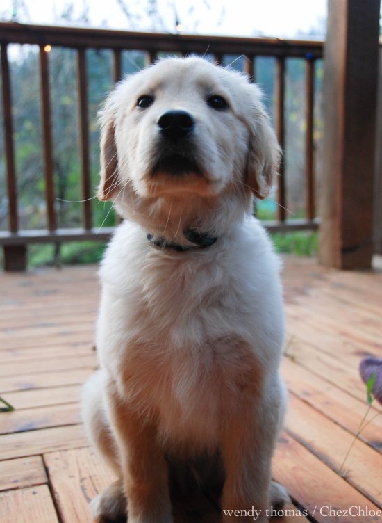 New Year's Salad & Otis-10