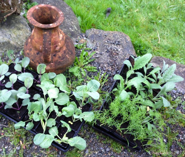 Celebrating bday and more-6