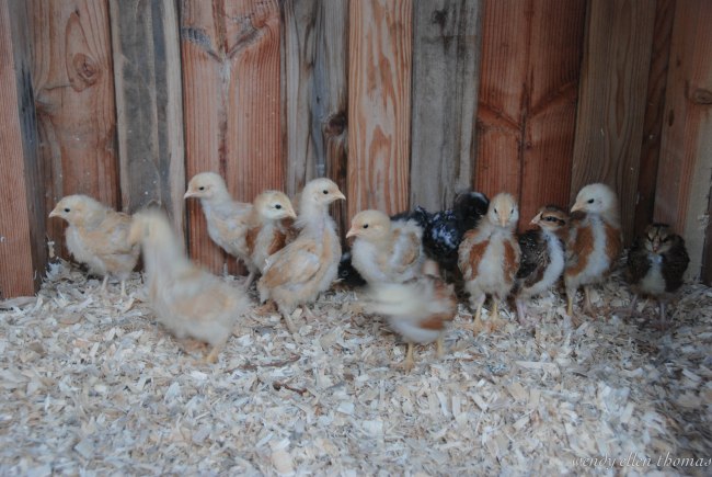 Chickens May 2013-10