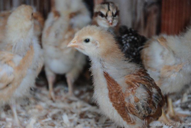 Chickens May 2013-11