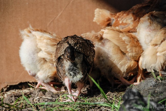 Chickens May 2013-15