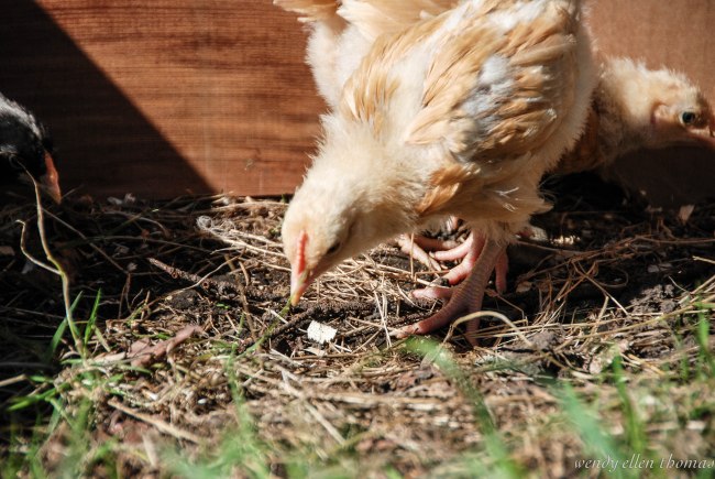 Chickens May 2013-16