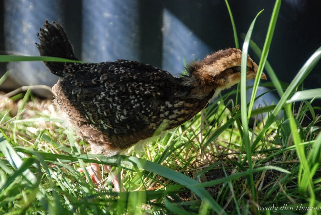 Chickens May 2013-17