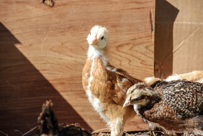 Chickens May 2013-20