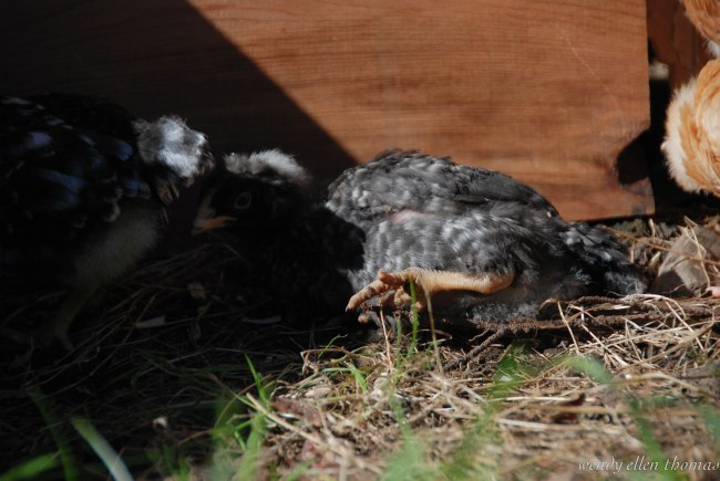 Chickens May 2013-24