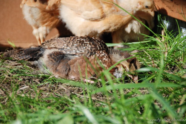 Chickens May 2013-27