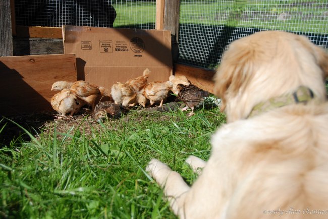 Chickens May 2013-30