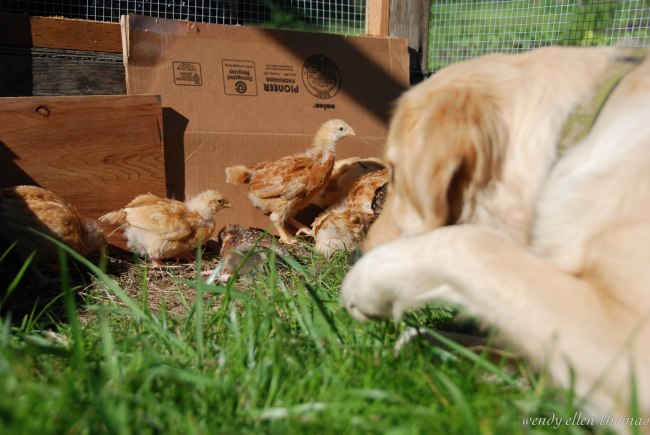 Chickens May 2013-31