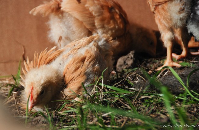 Chickens May 2013-35