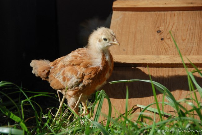 Chickens May 2013-36