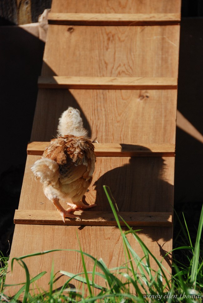 Chickens May 2013-37