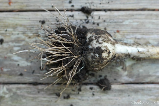 Harvest dinner 7-7-2013-6