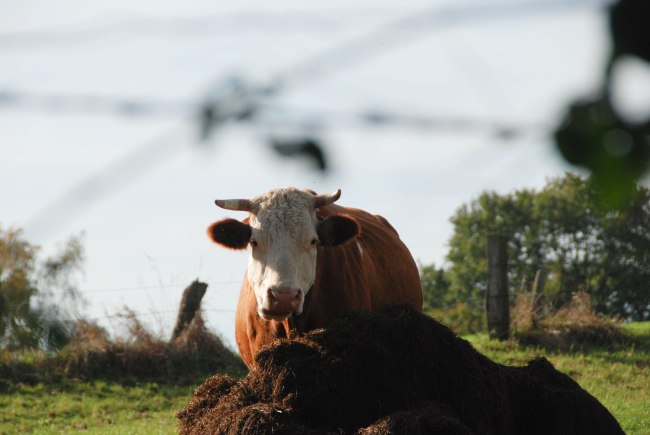 Detmold Germany 2013-4