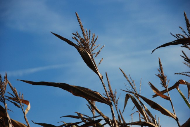 Detmold Germany 2013-9