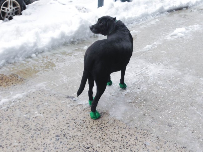 NYC Feb 2014 wendyellenthomas.com post 3-8