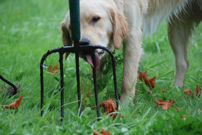 compost wendyellenthomas.com-6