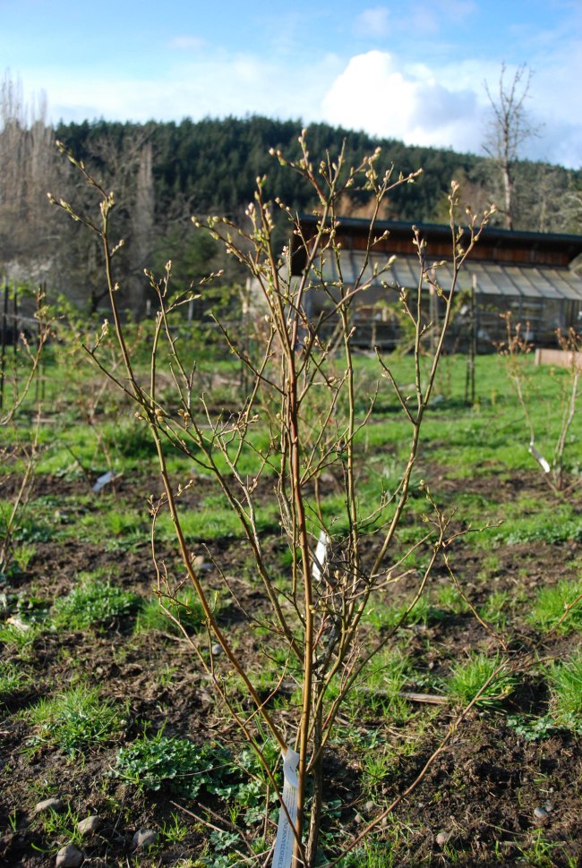 spring happenings 2014 wendyellenthomas.com-9