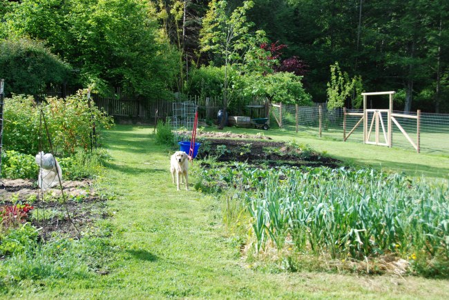 early spring garden-13