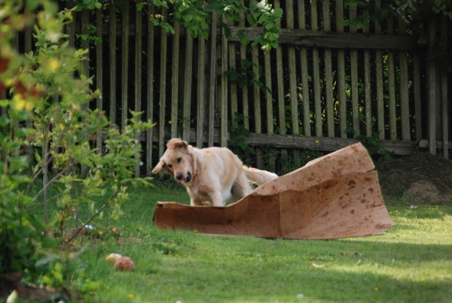 Otis takes on cardboard-3
