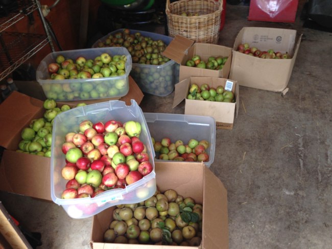 cider pressing 2014@ wendyellenthomas.com