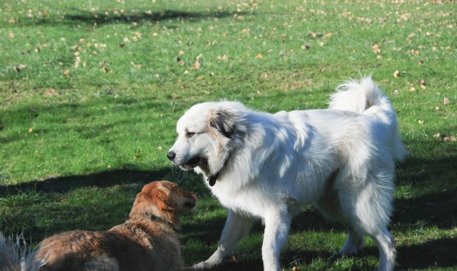 Oliver, Balen, Otis-7